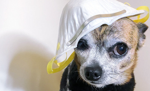 A funny looking chihuahua wearing a N-95 mask on it's head.
